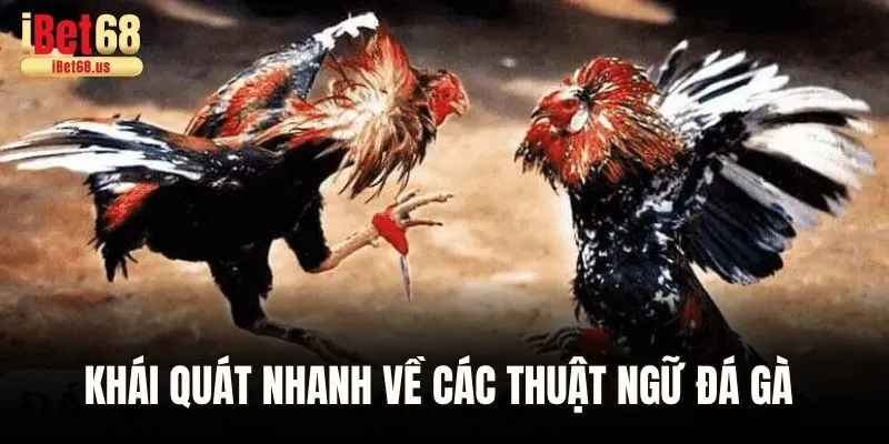 Khái quát nhanh về các thuật ngữ đá gà 