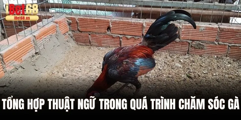Tổng hợp thuật ngữ trong quá trình chăm sóc gà