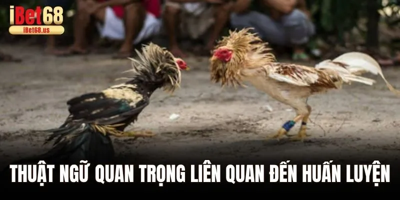 Thuật ngữ quan trọng liên quan đến huấn luyện
